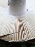 Amanita mutabilis image
