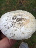 Amanita mutabilis image