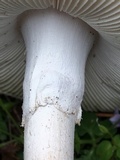 Amanita mutabilis image