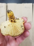 Lactifluus hygrophoroides image