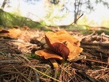 Cortinarius semisanguineus image