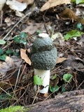 Phallus ravenelii image