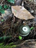 Phallus ravenelii image