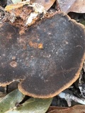 Phellinus gilvus image