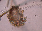 Lycoperdon molle image