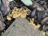 Phaeoclavulina myceliosa image