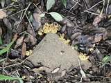 Phaeoclavulina myceliosa image