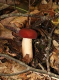 Xanthoconium purpureum image