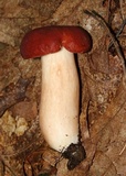 Xanthoconium purpureum image