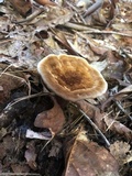 Coltricia montagnei image