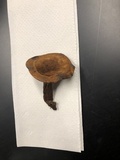 Coltricia montagnei image