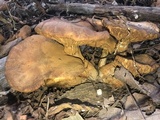 Gymnopilus luteus image