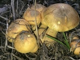 Gymnopilus luteus image