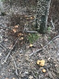 Gymnopilus luteus image