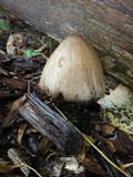 Coprinopsis romagnesiana image