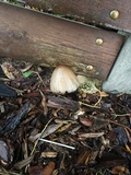 Coprinopsis romagnesiana image