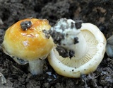 Hygrophorus subsalmonius image