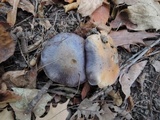 Cortinarius velicopia image