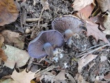 Cortinarius velicopia image