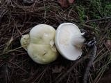 Tricholoma saponaceum image
