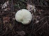 Tricholoma saponaceum image
