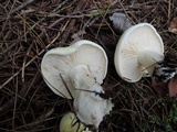 Tricholoma saponaceum image