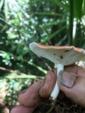 Leucopaxillus gracillimus image