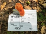 Leucopaxillus gracillimus image