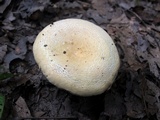 Russula ballouii image