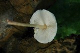 Lepiota cristata image