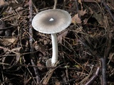 Amanita sect. Vaginatae image