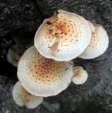 Pholiota squarrosoides image