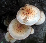Pholiota squarrosoides image