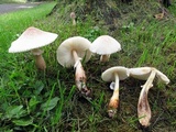 Leucoagaricus americanus image