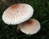 Leucoagaricus americanus image