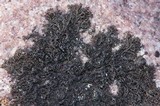 Pseudephebe minuscula image