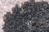 Pseudephebe minuscula image