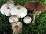 Agaricus placomyces image