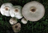 Agaricus placomyces image