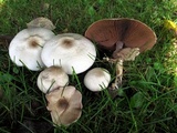 Agaricus placomyces image