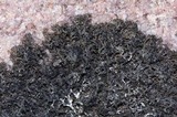 Pseudephebe minuscula image