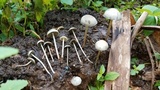 Panaeolus cyanescens image
