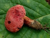 Boletus subluridus image