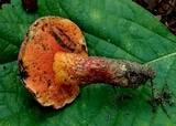 Boletus subluridus image