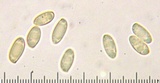 Boletus subluridus image