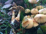 Phaeolepiota aurea image