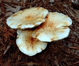 Neolentinus lepideus image