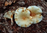 Neolentinus lepideus image