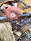 Clavariadelphus unicolor image
