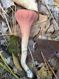 Clavariadelphus unicolor image